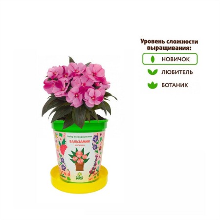 Set for creativity "Pot" "Balzamin. Cutie"-4
