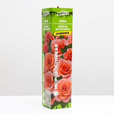 Rosa seedling Essel de la Marie Spring 2024, 1 pc.