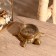 Compass "Turtle" Brass 10x10x3.5 cm
