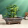 Pot - rectangular bonsire for cacti and succulents, 16.5x11.5x5cm