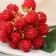 Artificial flowers "Strawberry bundle" D-2 cm 29 cm, red