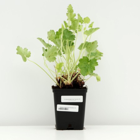 Gayhera cylindrical "Green Finch", P9 pot, 1 pc, spring 2024-2