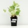 Gayhera cylindrical "Green Finch", P9 pot, 1 pc, spring 2024