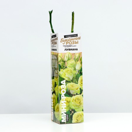 Seedling rose spray "Luviana", mini-cutting, 1 pc, spring 2024-1