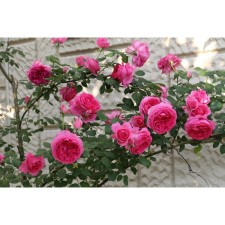 Seedling rose Plesy 