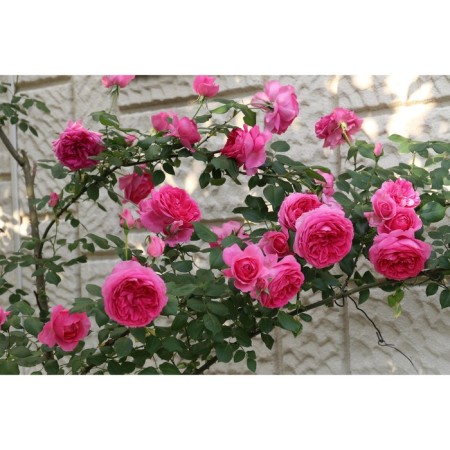 Seedling rose Plesy "Klaiming Parade", tube, 1 pc, spring 2025