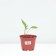 Echinacea Purple Green Twizer, pot C2, 1 pc, summer 2024