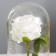 Nightnik Sobe "Rosa White" Led 3aaa 10x10x20 cm Risalux
