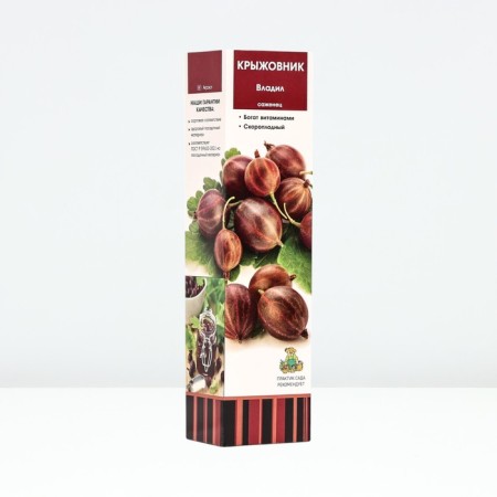 Gooseberry "Vladil", tube, 1 pc, spring 2025