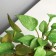 Bonsai in the Pot "Singonium Elite" (soft sheet) double, 12x14 cm