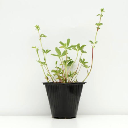 Neckali bastard "Miss Vilmat", pot C3, 1 pc, spring 2024-1