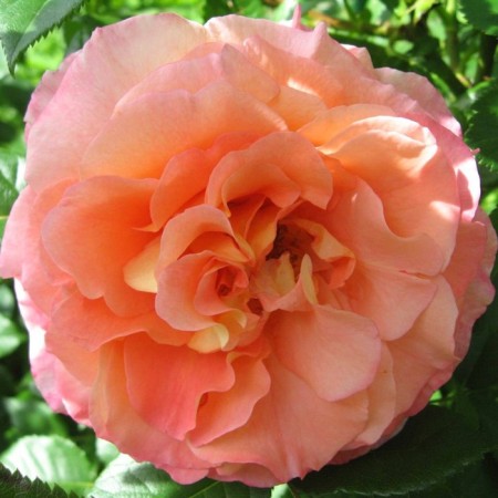 Rosa Augustus Louise, spring 2024, 1 pc.