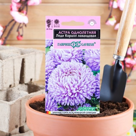 Flower seeds Astra "Lady Coral Lavender", one -year -old, an exclusive series, 0.05 g
