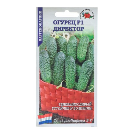 Seeds of cucumber "Director F1", parthenocarpic, 5 pcs