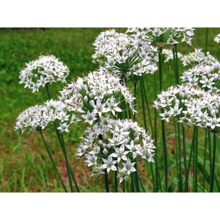 Fragrant onion, P9 pot, 1 pc, spring 2024