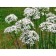 Fragrant onion, P9 pot, 1 pc, spring 2024