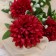 Artificial flowers "hybrid" 7x61 cm, burgundy