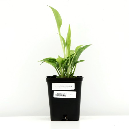 Hybrid Host "Pasifik Blue Edge", P9 pot, 1 pc, spring 2024-2