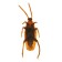 Fun "cockroach", set of 12 pcs.