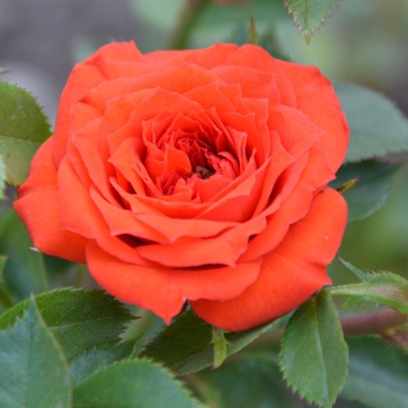 Seedling rose "Orange Javel", tube, spring 2025