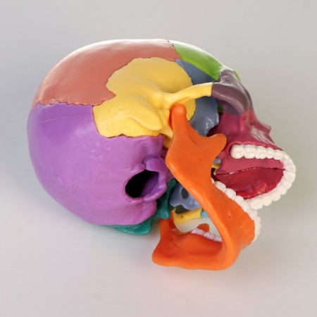 Mettle of the "Human Skull" multi -colored collapsible, 14*10*11cm-3