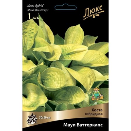Host Hybrid Maui Batterkaps, I Rr., 1 pc. 60*30 h (cm), autumn 2024