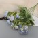 Bouquet "Rose Dwarf Galant" 30 cm, mix