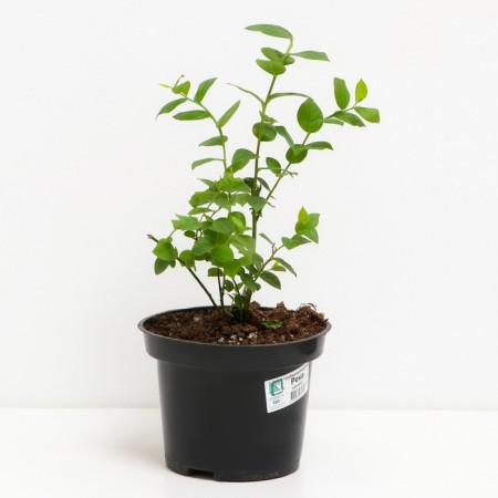 Blueberries are tall river, s2 pot, n20-40 height, 1 pc, summer 2024-1