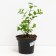 Blueberries are tall river, s2 pot, n20-40 height, 1 pc, summer 2024