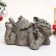 Piggy bank "Dragon Dreamer" under stone, 28x17.5x13cm