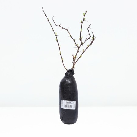 Barberry Tunberg "Carmen" 1 pc, tube, spring 2025-2