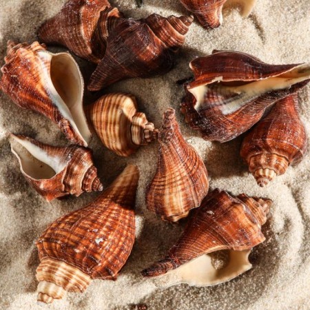 Set of shells, 5 - 7 cm, 100 g-1