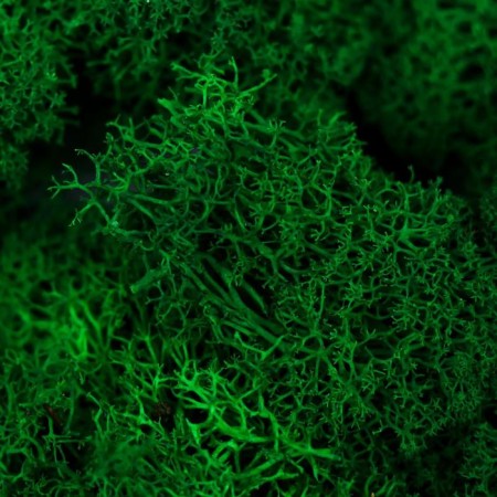 Moss stabilized "bright green" 45 grams (+-5 gr)-1