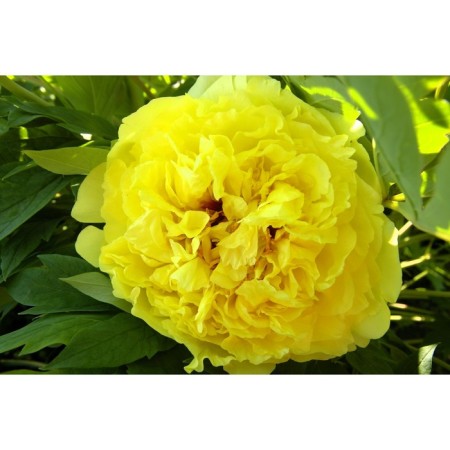 PION of the Hybrid Yellou Crown, C3.5 pot, 1 pc, summer 2024