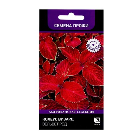 Flower seeds Koleus Byzard Velvet Red, 10pcs