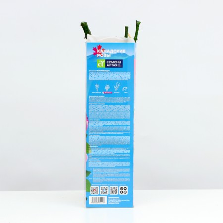 Floribunda Rosa Floribunda, 1 pc, spring 2024-2