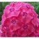 Flox panicular strawberry souffle, pot C2, 1 pc, summer 2024