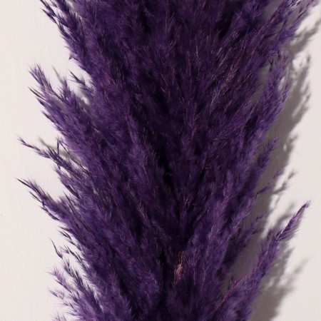 Sukhotzet "Cortery", 1 branch, length 140-150 cm, purple-1