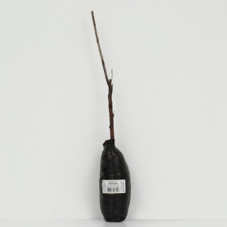 Sea buckthorn "Chui", 1 pc, tube, spring 2025-2