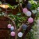 Sadovaya garland on the solar battery "Blood" Uniel, IP44, 1.8 m, warm white