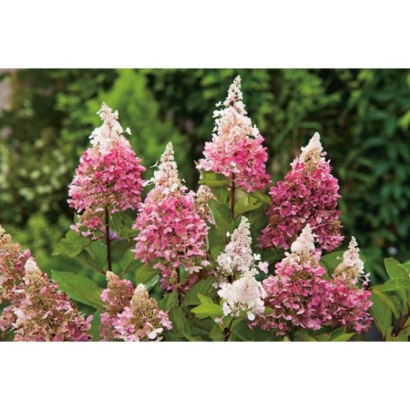 Saphenet Hydrangea Smiling "Pinky Winky", pot C1.5, summer 2024