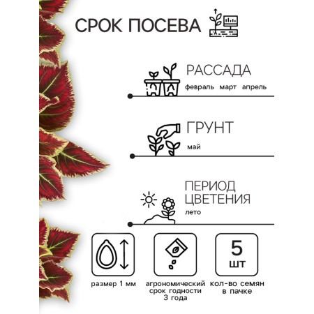 Flower seeds Koering Balkon "Burgundy Wine", c/n, 5 pcs-1