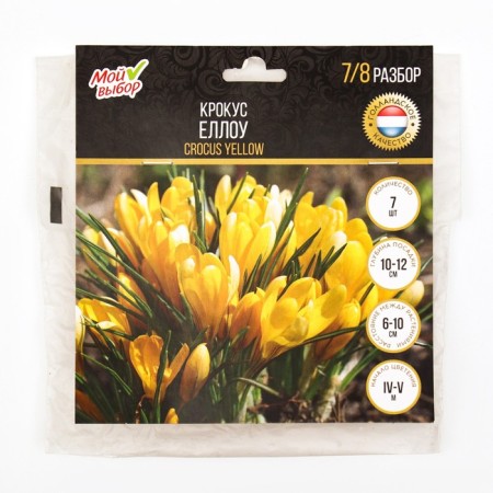 Crocus Ellou, rr 7/8, 7 pcs, autumn 2024