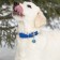 Address for engraving "paw", 2.5 cm, blue
