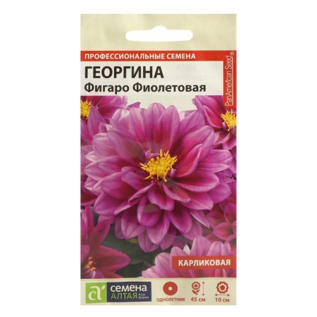 Georgin flower seeds "Figaro", purple, terry, seed. Alt, c/n, 5 pcs
