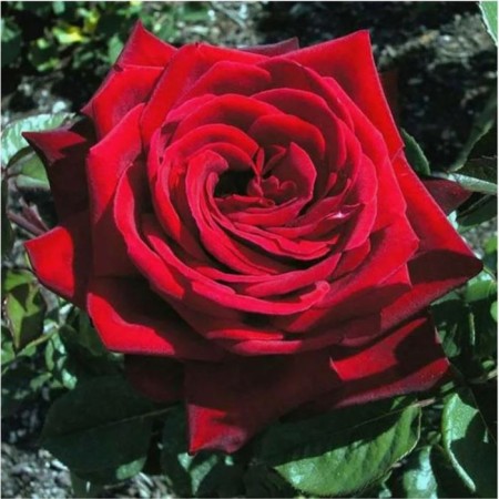 Rose Tea-Hibride Burgundy, C3.5 Pot, H25-45, 1 pc, summer 2024