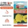Flower seeds marigolds erect "lemon miracle", 0.3 g