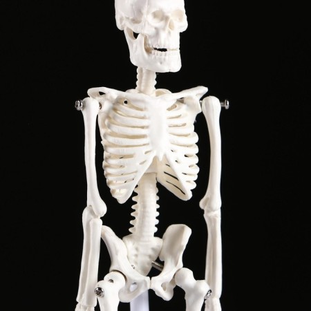 Model "Human Skeleton" 22cm-4