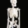 Model "Human Skeleton" 22cm