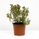Lapceta shrube shallisima, C3 pot, H10-50 height, 1 pc, summer 2024
